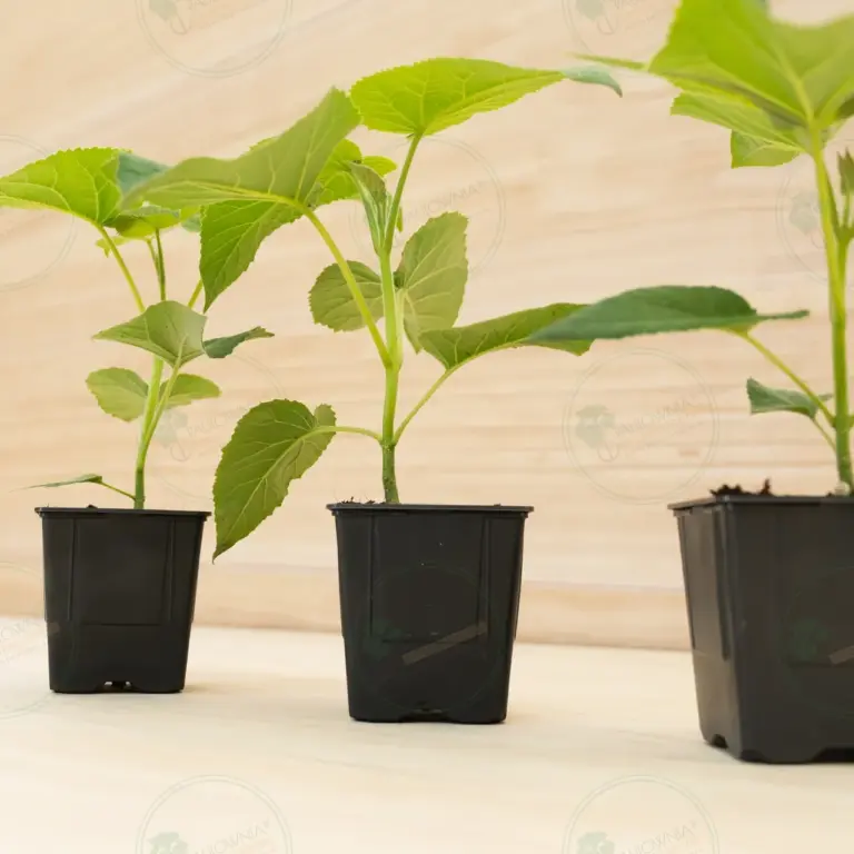 Павловния Elongata White Night® – Горшок 600 мл