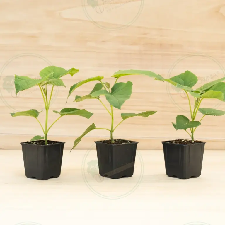 Павловния Elongata White Night® – Горшок 600 мл