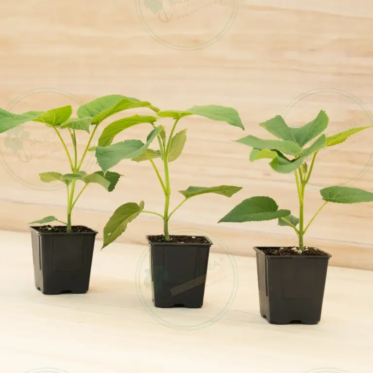 Павловния Elongata White Night® – Горшок 600 мл