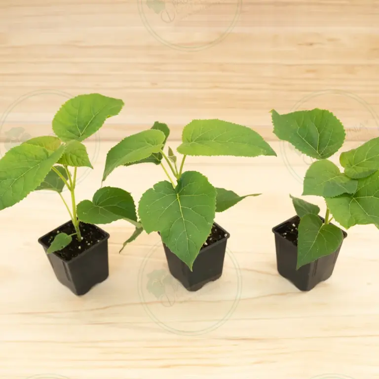 Павловния Elongata White Night® – Горшок 600 мл