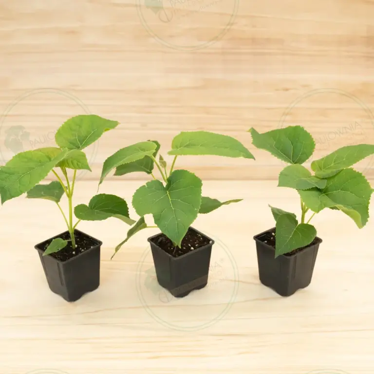 Павловния Elongata White Night® – Горшок 600 мл