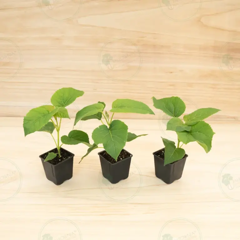 Павловния Elongata White Night® – Горшок 600 мл
