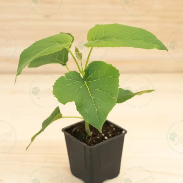 Павловния Elongata White Night® – Горшок 600 мл