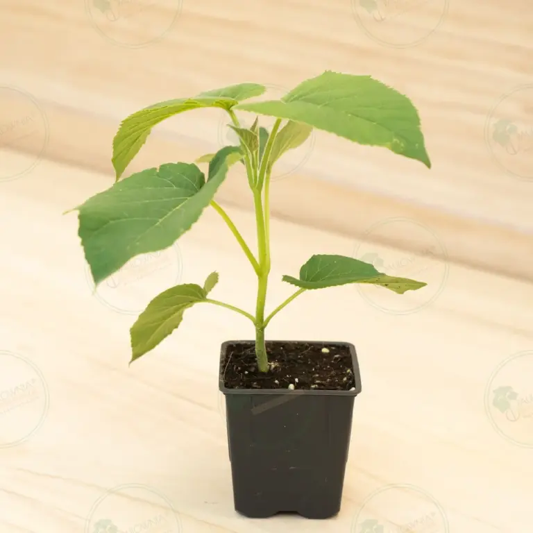 Павловния Elongata White Night® – Горшок 600 мл