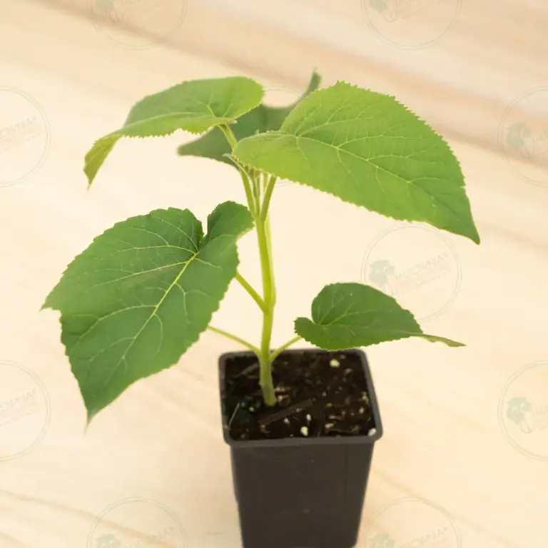 Павловния Elongata White Night® – Горшок 600 мл