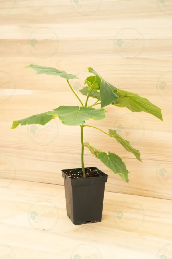 Paulownia Katekamii® – Pot 3.6 L