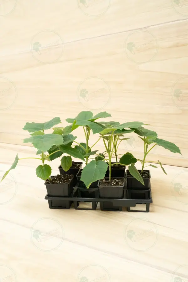 Paulownia Katekamii® – Pot 600 ml