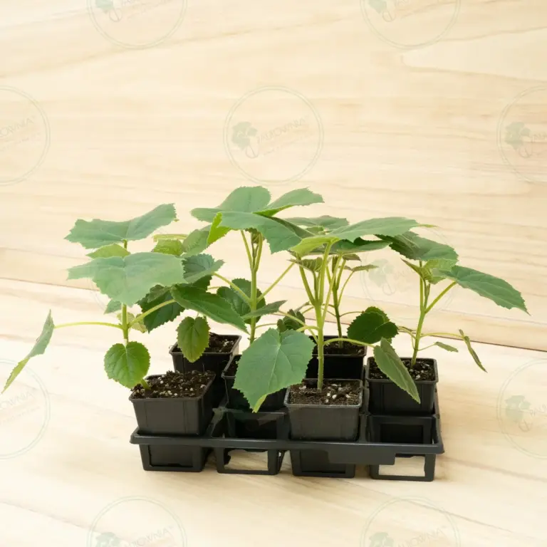 Paulownia Katekamii® – Pot 600 ml
