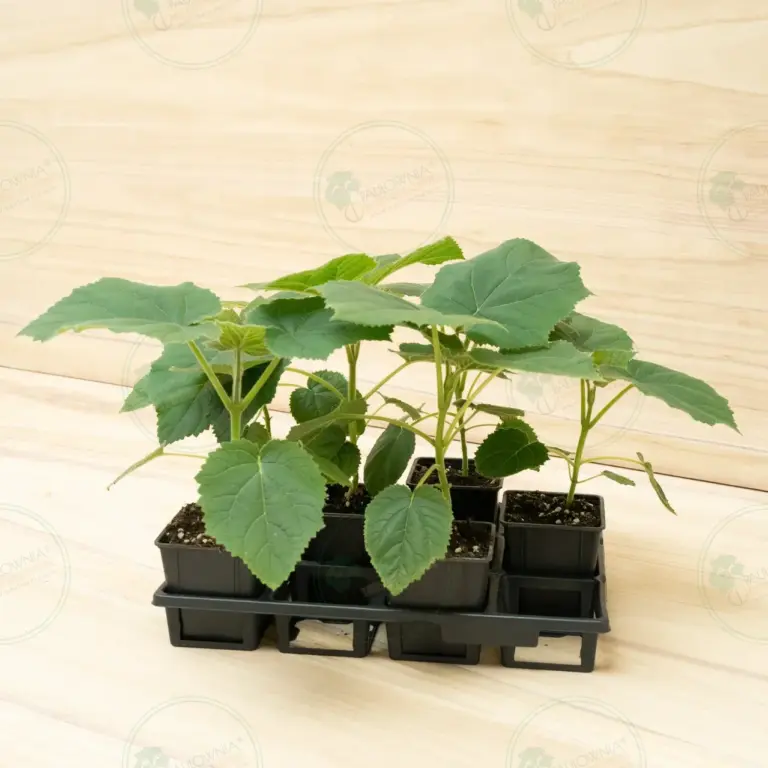 Paulownia Katekamii® – Pot 600 ml
