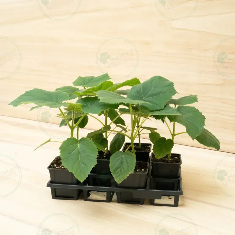 Paulownia Katekamii® – Pot 600 ml
