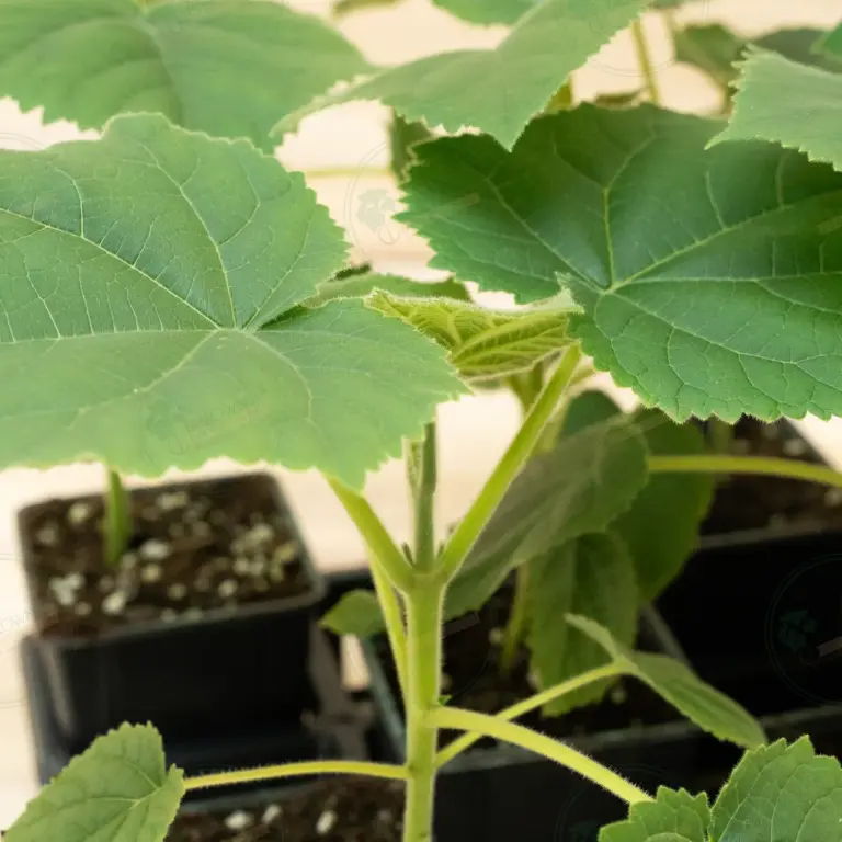 Paulownia Katekamii® – Pot 600 ml
