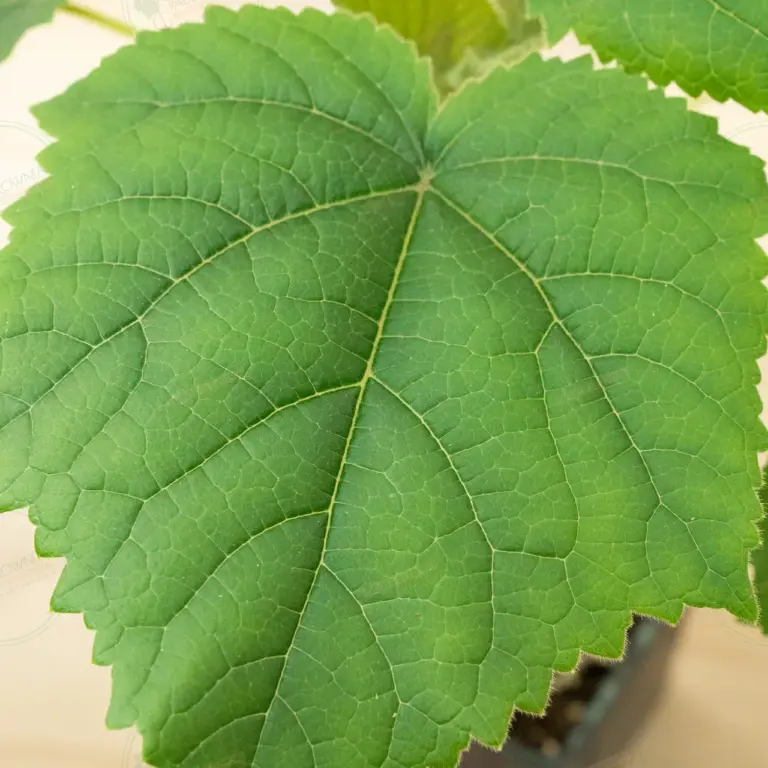 Paulownia Katekamii® – Pot 600 ml