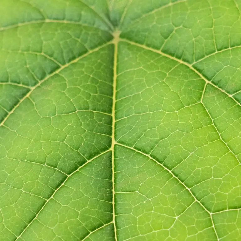 Paulownia Katekamii® – Pot 600 ml