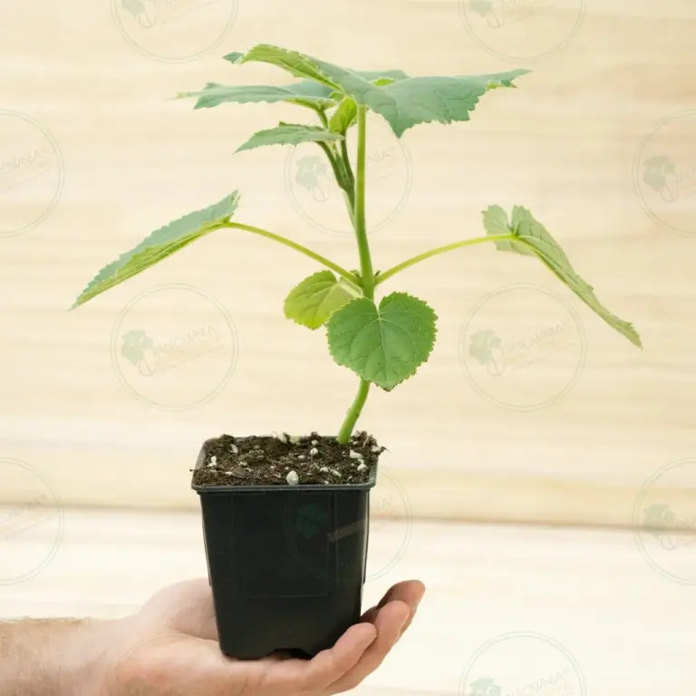 Paulownia Katekamii® – Pot 600 ml