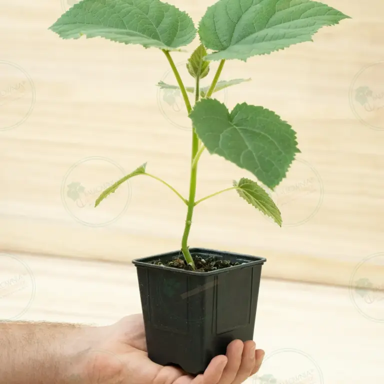 Paulownia Katekamii® – Pot 600 ml
