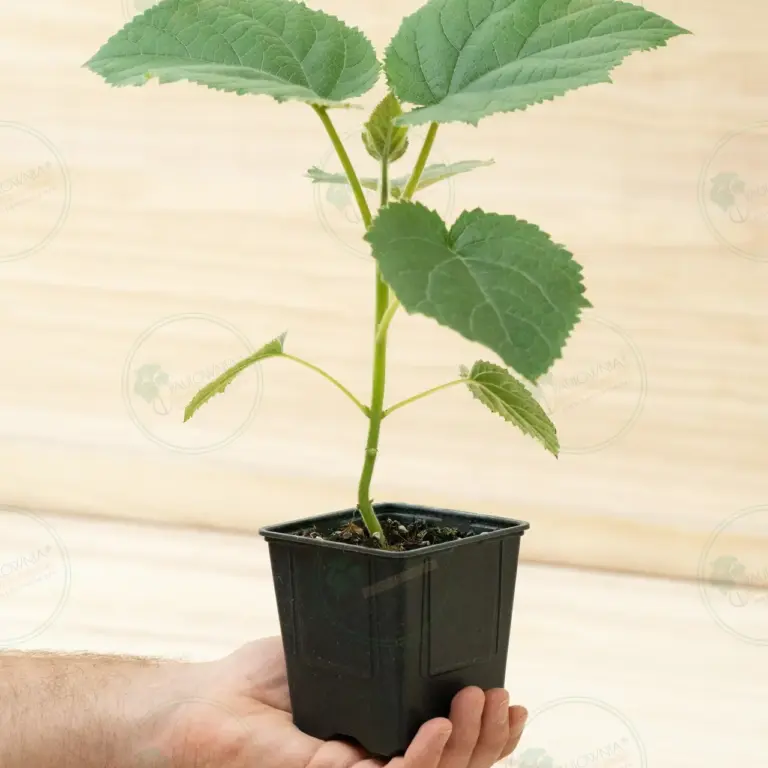 Paulownia Katekamii® – Pot 600 ml