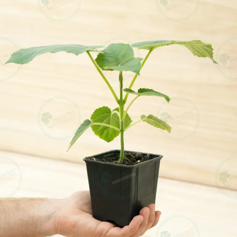 Paulownia Katekamii® – Pot 600 ml