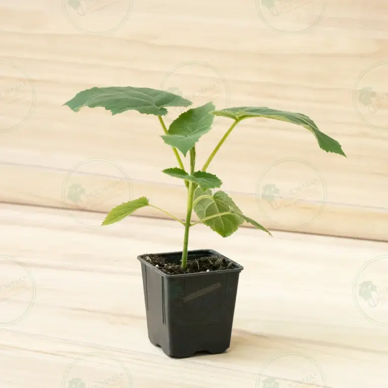 Paulownia Katekamii® – Pot 600 ml