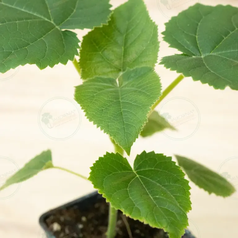 Paulownia Katekamii® – Pot 600 ml