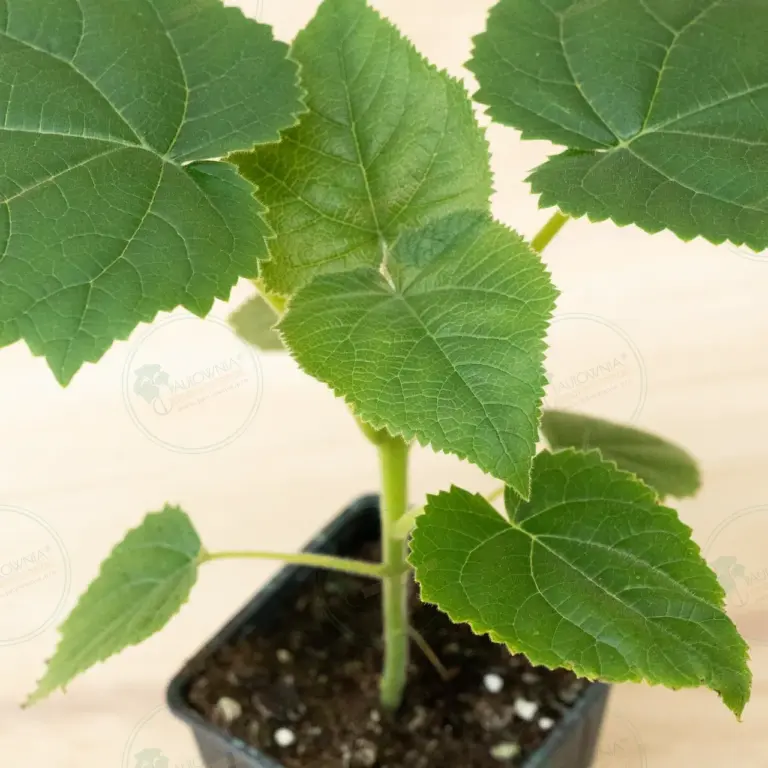 Paulownia Katekamii® – Pot 600 ml