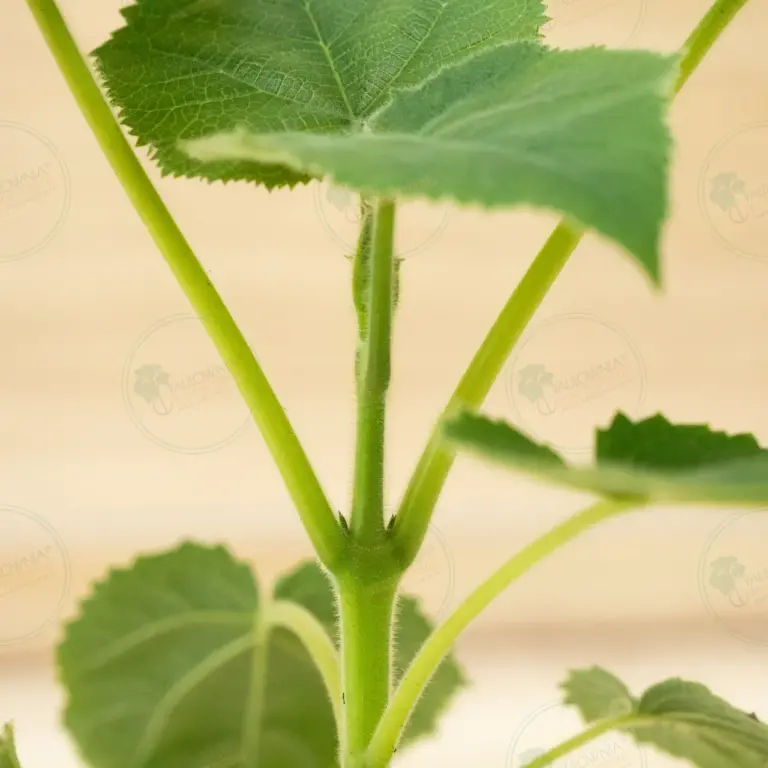 Paulownia Katekamii® – Pot 600 ml