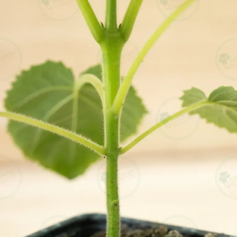 Paulownia Katekamii® – Pot 600 ml
