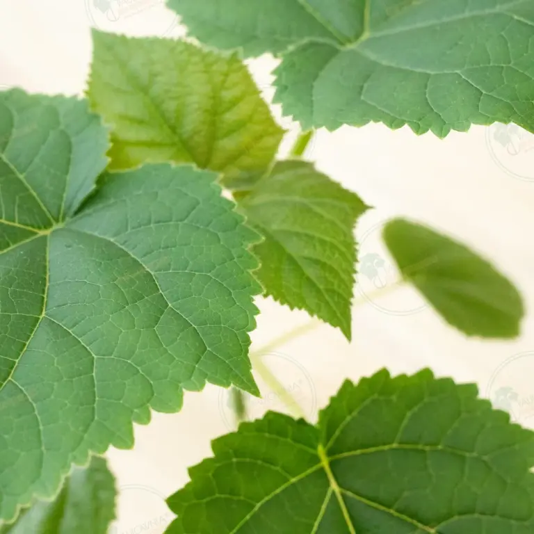 Paulownia Katekamii® – Pot 600 ml