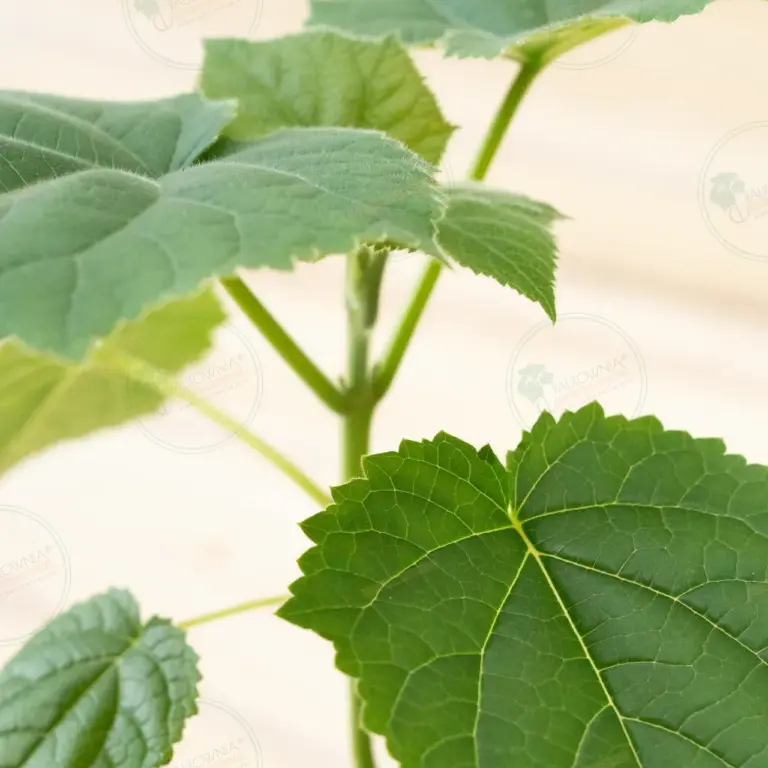 Paulownia Katekamii® – Pot 600 ml