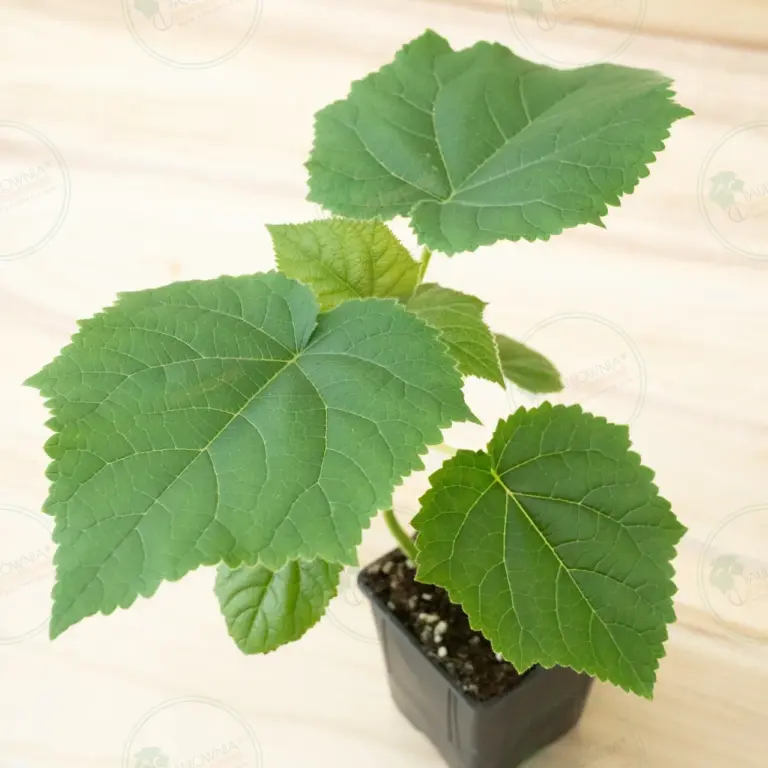 Paulownia Katekamii® – Pot 600 ml