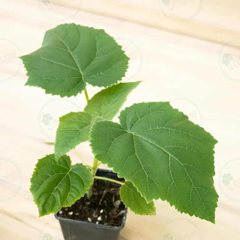 Paulownia Katekamii® – Pot 600 ml