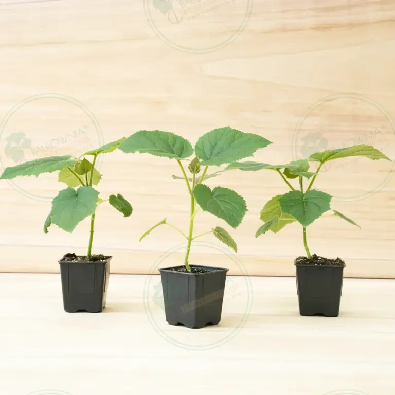 Paulownia Katekamii® – Pot 600 ml