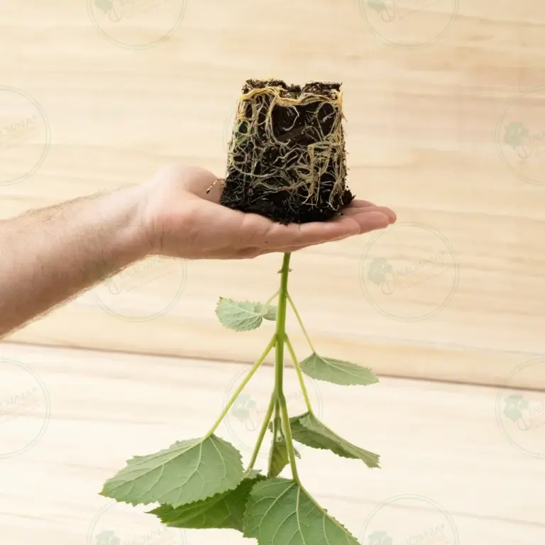 Paulownia Katekamii® – Pot 600 ml