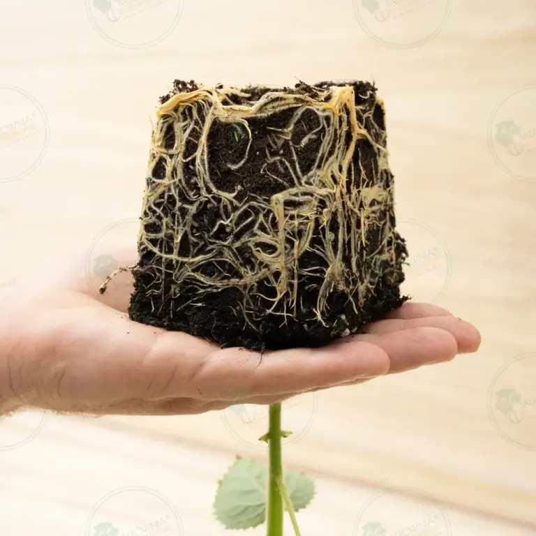 Paulownia Katekamii® – Pot 600 ml