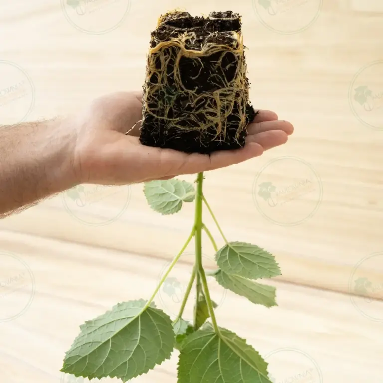 Paulownia Katekamii® – Pot 600 ml