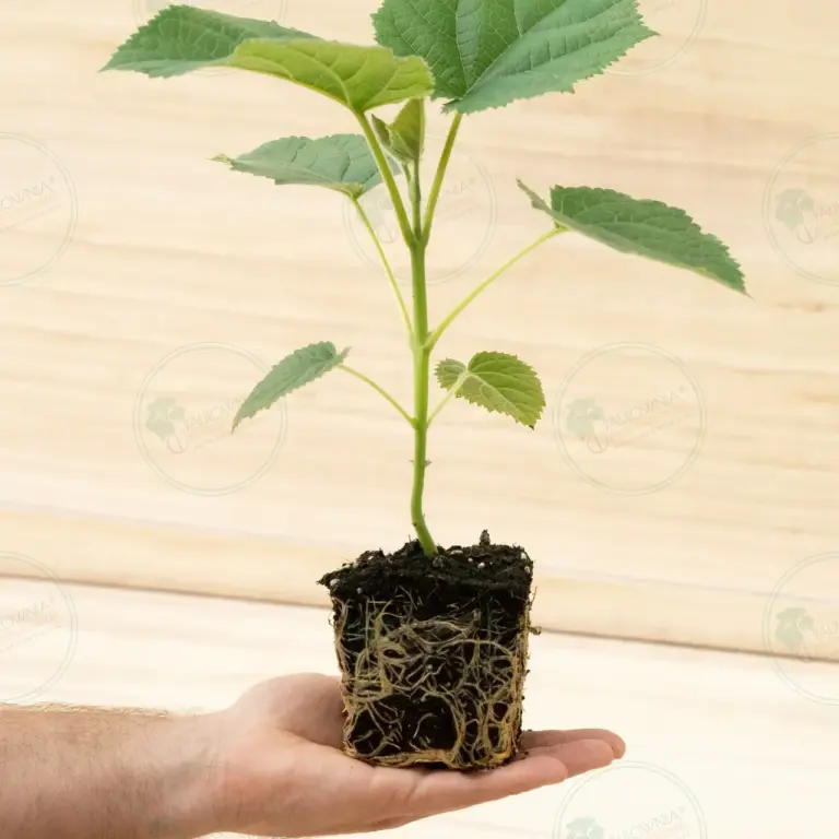 Paulownia Katekamii® – Pot 600 ml