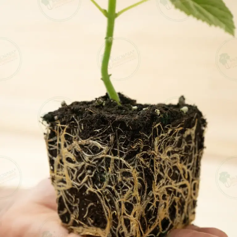 Paulownia Katekamii® – Pot 600 ml