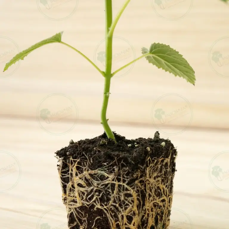 Paulownia Katekamii® – Pot 600 ml