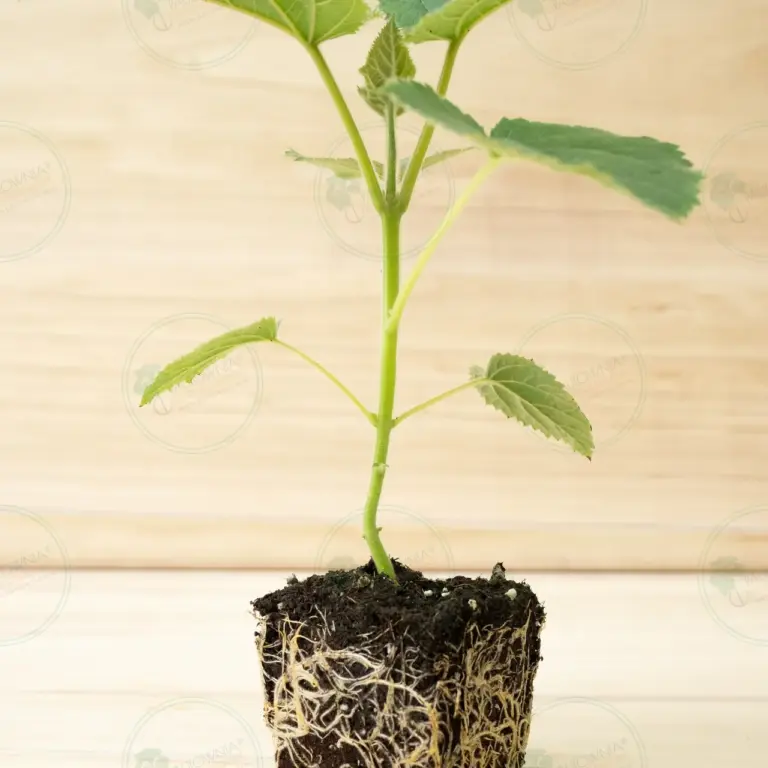 Paulownia Katekamii® – Pot 600 ml