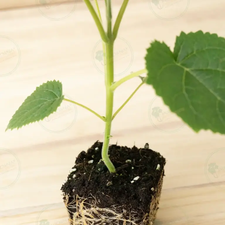 Paulownia Katekamii® – Pot 600 ml
