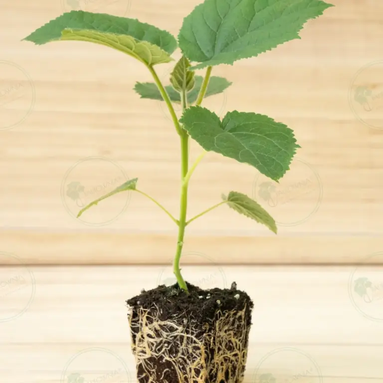 Paulownia Katekamii® – Pot 600 ml