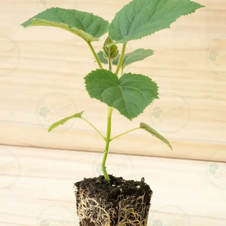 Paulownia Katekamii® – Pot 600 ml