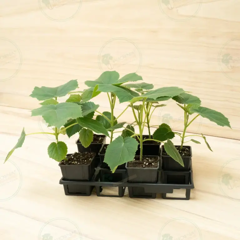 Paulownia Katekamii® – Pot 600 ml
