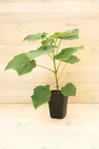 paulownia-leoparda-plant-3,6l-paulowniapro-01