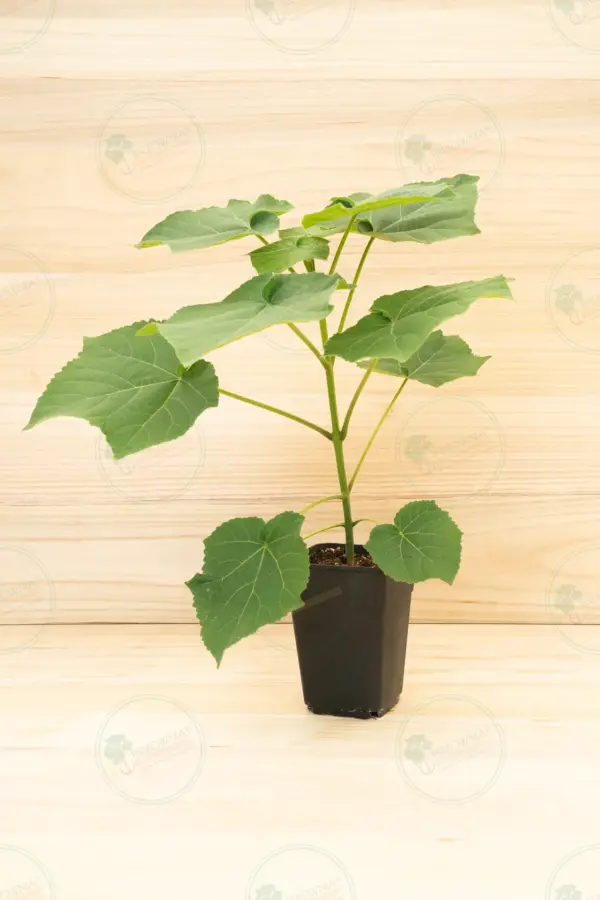 Paulownia Leoparda® – Pot 3.6 L