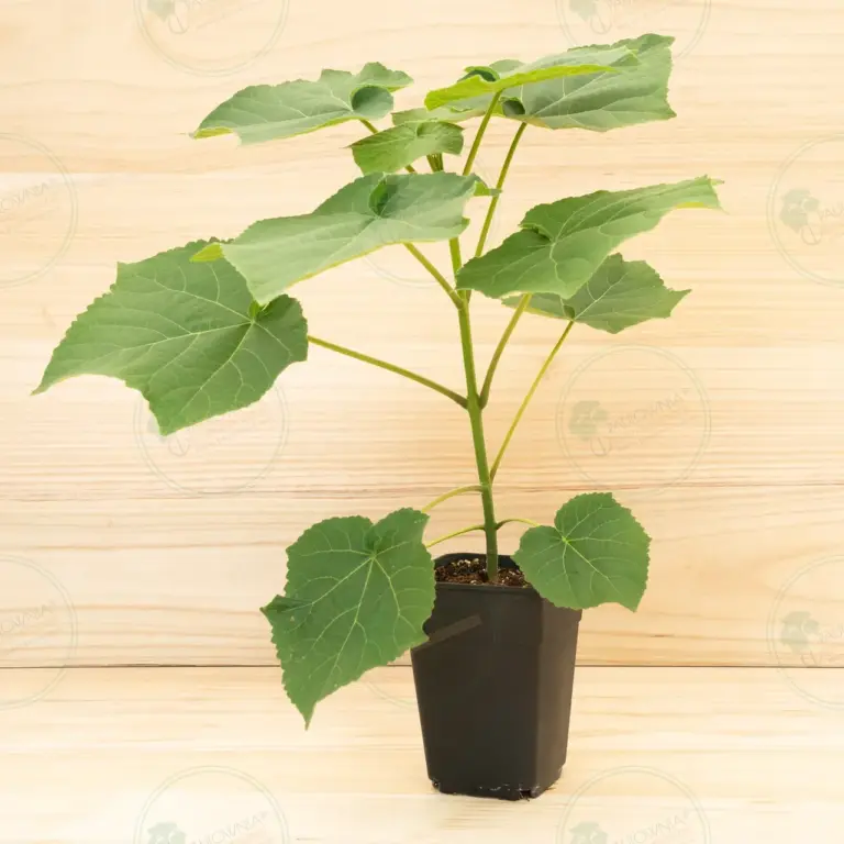 Paulownia Leoparda® – Pot 3.6 L