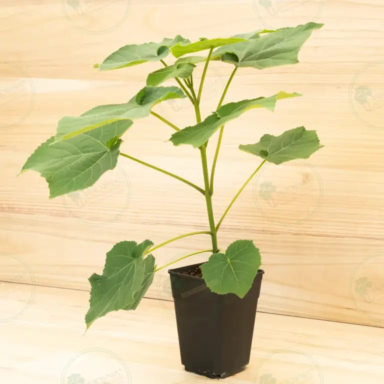 Paulownia Leoparda® – Pot 3.6 L