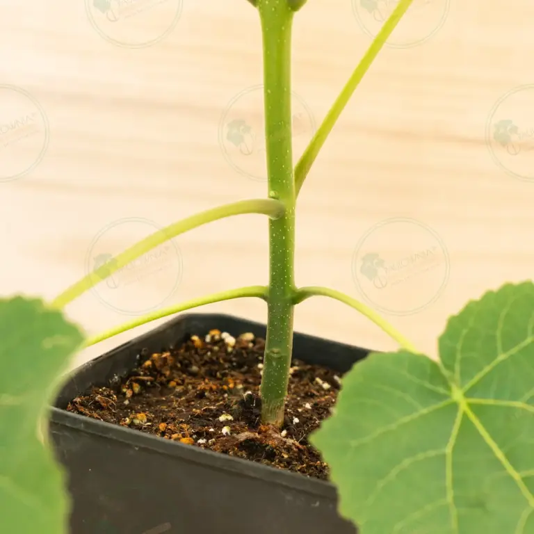 Paulownia Leoparda® – Pot 3.6 L