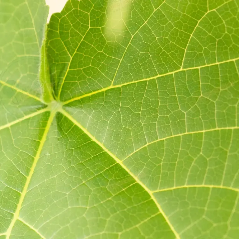 Paulownia Leoparda® – Pot 3.6 L
