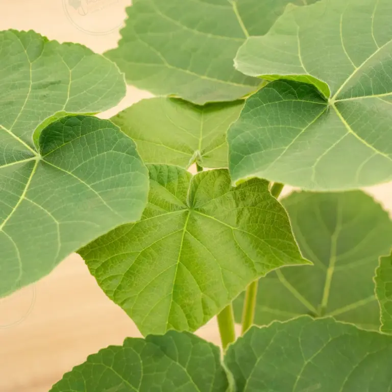 Paulownia Leoparda® – Pot 3.6 L