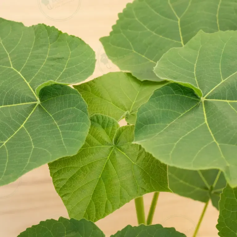 Paulownia Leoparda® – Pot 3.6 L